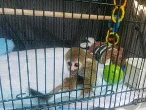 Sugar glider in transportation pen