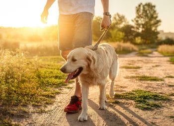 A man ensuring pet summer safety while walking his dog on a dirt path at sunset.