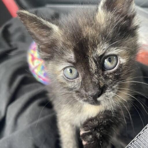 How to Ship a Cat by Air and How Much Does it Cost?