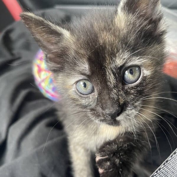 How to Ship a Cat by Air and How Much Does it Cost?