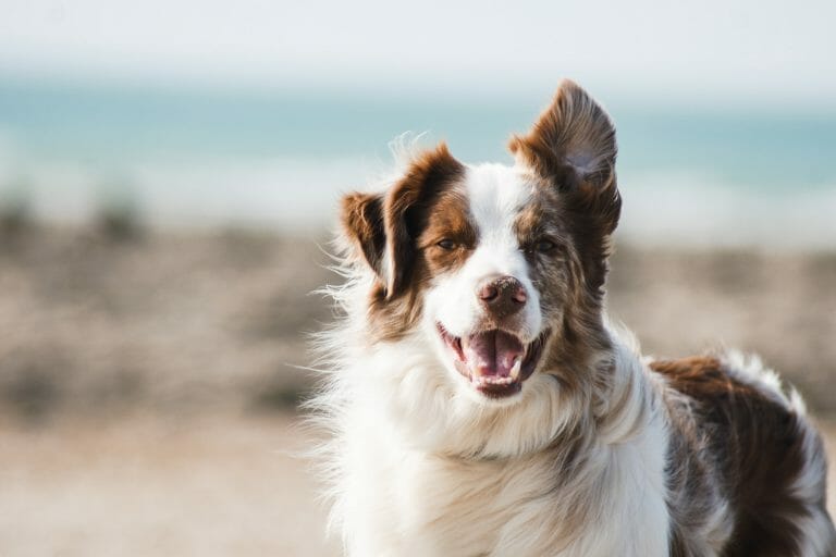 Border Collie Dog Breed Complete Guide - A-Z Animals