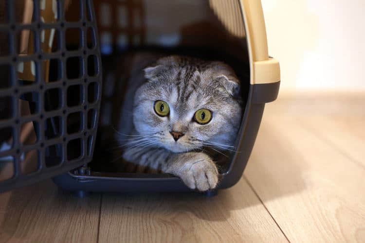 The Best Cat Carriers That Even Your Feline Will Tolerate - Forbes Vetted