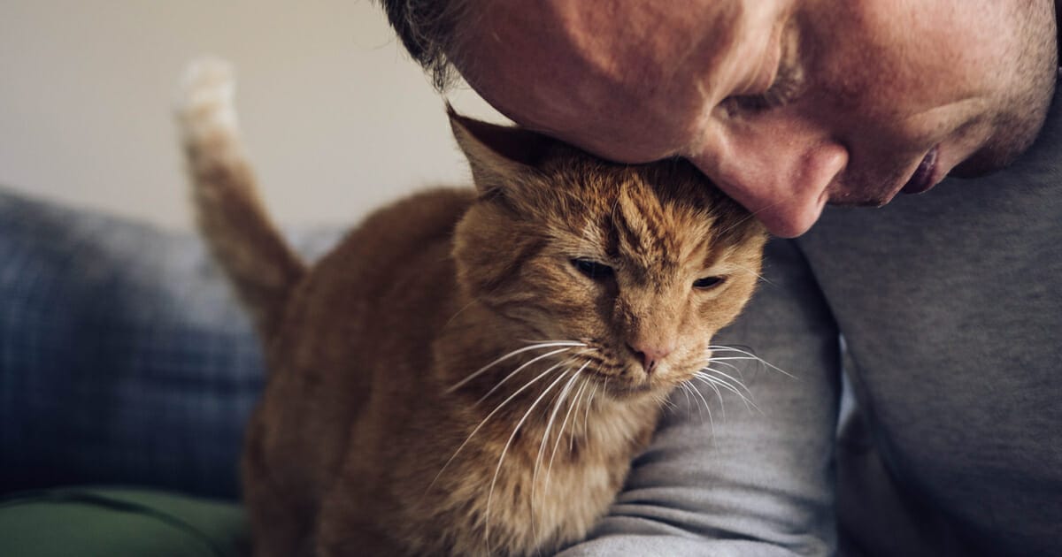 How much does it cost to ship a cat internationally?