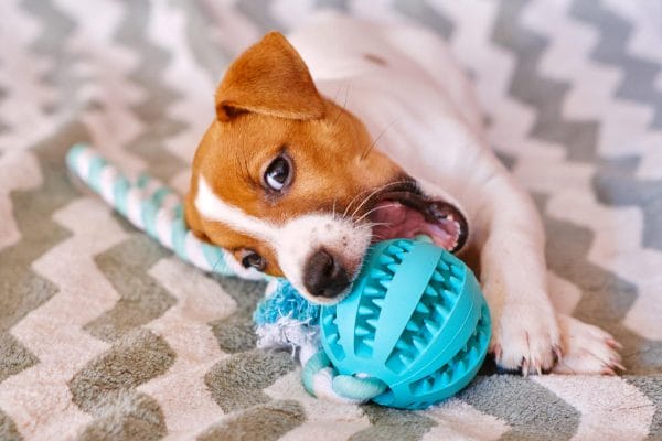 dog, chewing, blue toy.