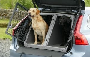 dogs, crate, car