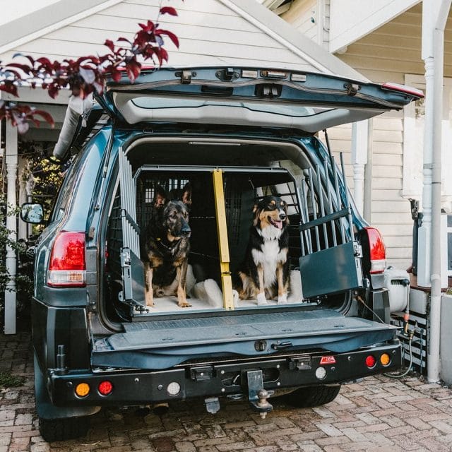 Two dogs in a dog cage at the back of an SUV