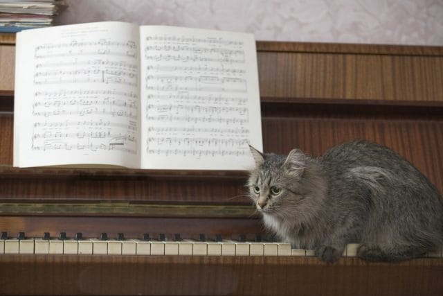 A piano with a book of music and a cat sitting on the piano keys
