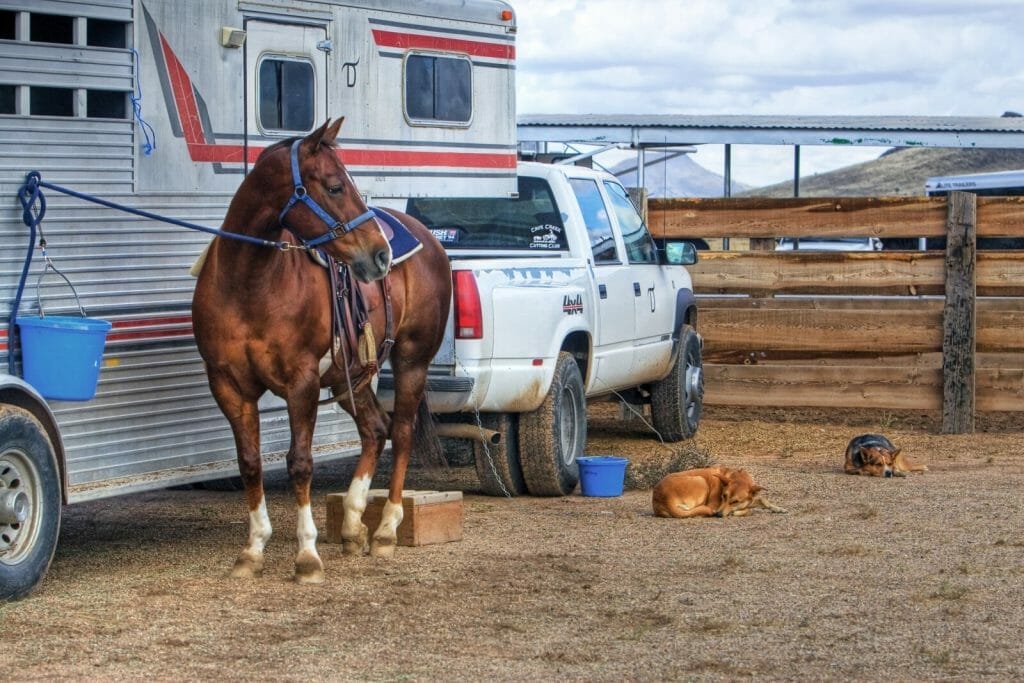 How to Inspect a Horse Trailer for Transport? CitizenShipper