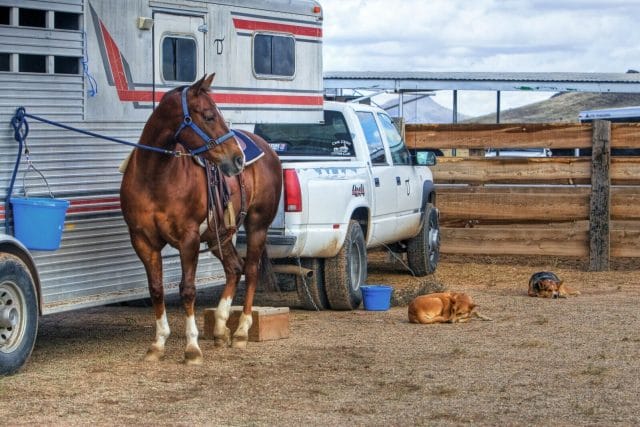 A horse tied to a trailer behind a truck