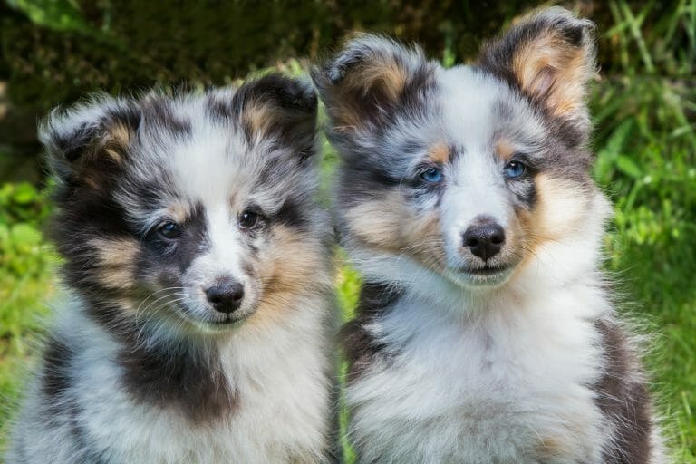 Two australian shepherd puppies sitting on the grass, ready for shipping.