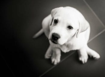 A white labrador puppy in a black and white photo.