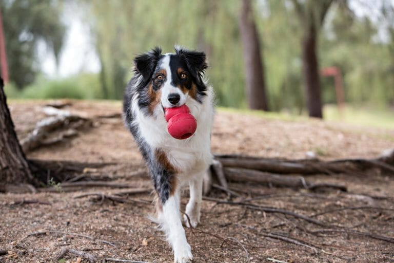 12 Best Toys For Corgis: Fun For The Small Furry Friends
