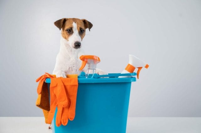  Dogs are curious, so be sure to lock up cleaning supplies and avoid a pet first aid emergency.