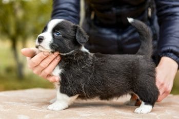 A black and white puppy being held by a woman, emphasizing the importance of health testing for breeding dogs.