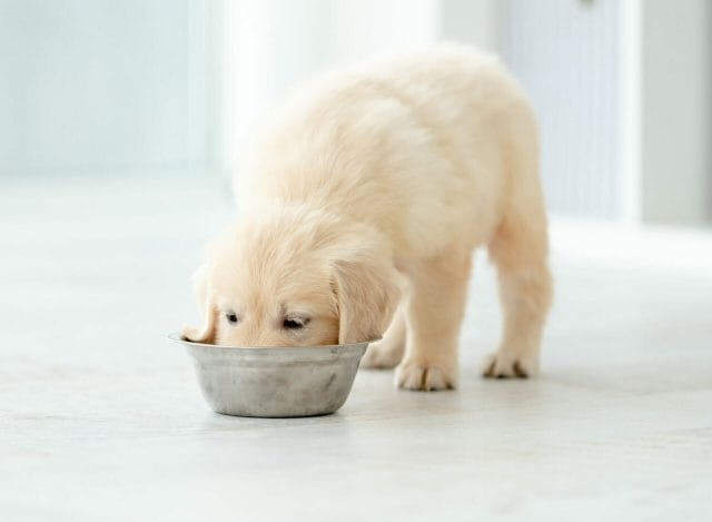 Nutrition is important during the first 12 weeks of a puppy's life. 