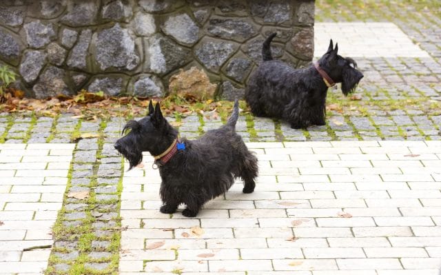 Scotties and their long shaggy beards are one of the more recognizable terrier group dogs.