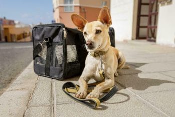 A dog sits on a leash next to a pet carrier, exploring the cost of flying a dog.