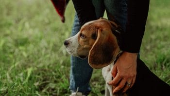 A person petting a beagle dog in the grass, unaware of fake pet shipping companies.