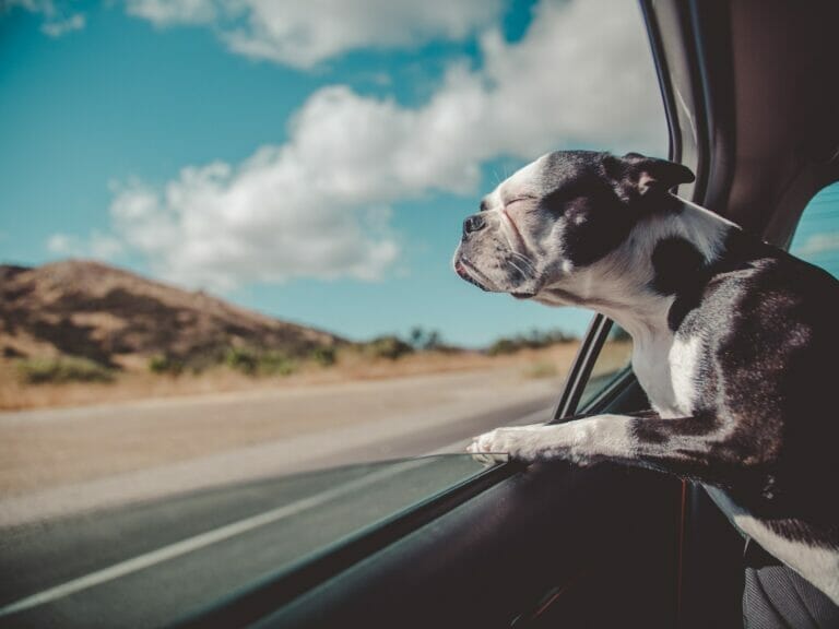 A dog enjoying long-distance pet transport by looking out the window of a car.