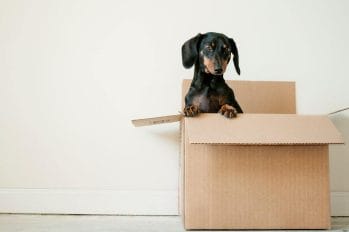 A dog, specifically a Dachshund, sitting in a cardboard box for transport purposes in New York.