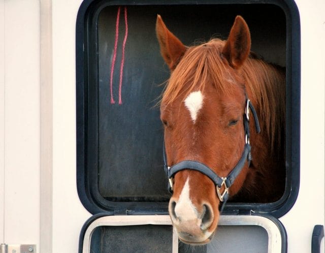 You don't need to worry about horse trailer rental!