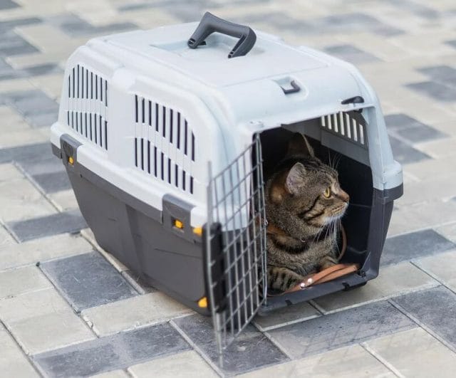 How To Get Your Cat Into a Carrier With Tips From a Pro