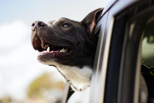 You can use CitizenShipper to get quotes and estimate pet transportation services cost.