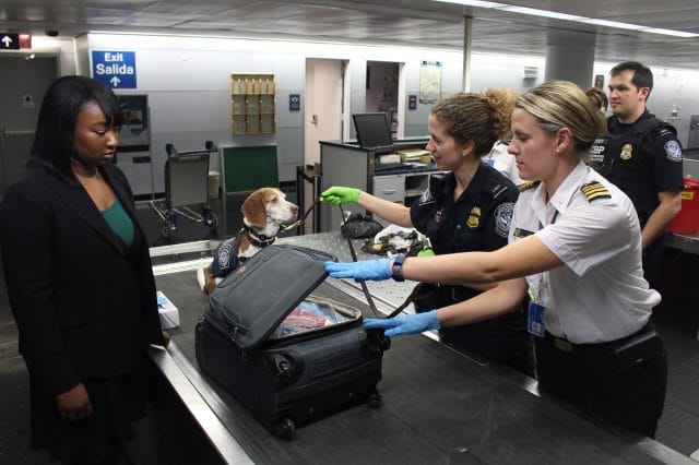 When dogs fly as a carry-on, they have to go through security. Some pet shipping services handle the entire flight for you.