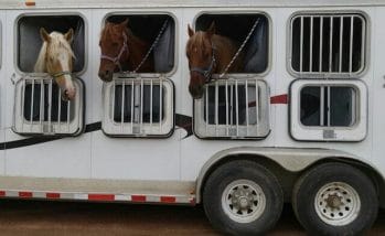 Three horses are being transported in a horse trailer.