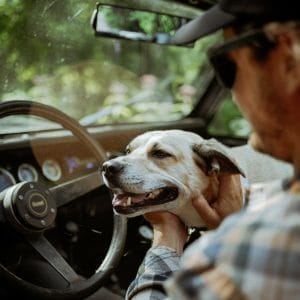 A dog owner avails affordable pet transportation services for their canine companion.