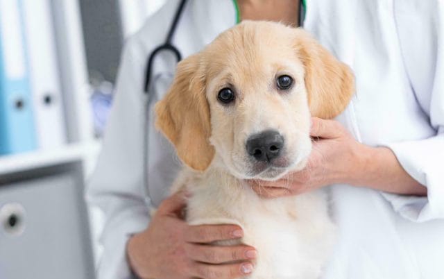 Take your pet to the vet in preparation for international pet shipping.