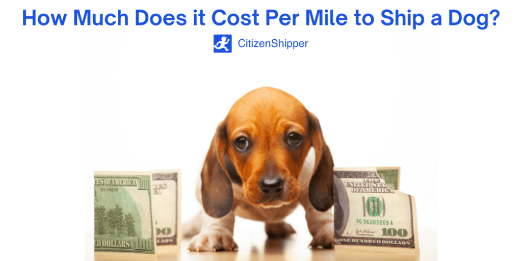 How Much Does it Cost Per Mile to Ship a Dog?