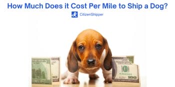 Cost, mile, ship, dog.
