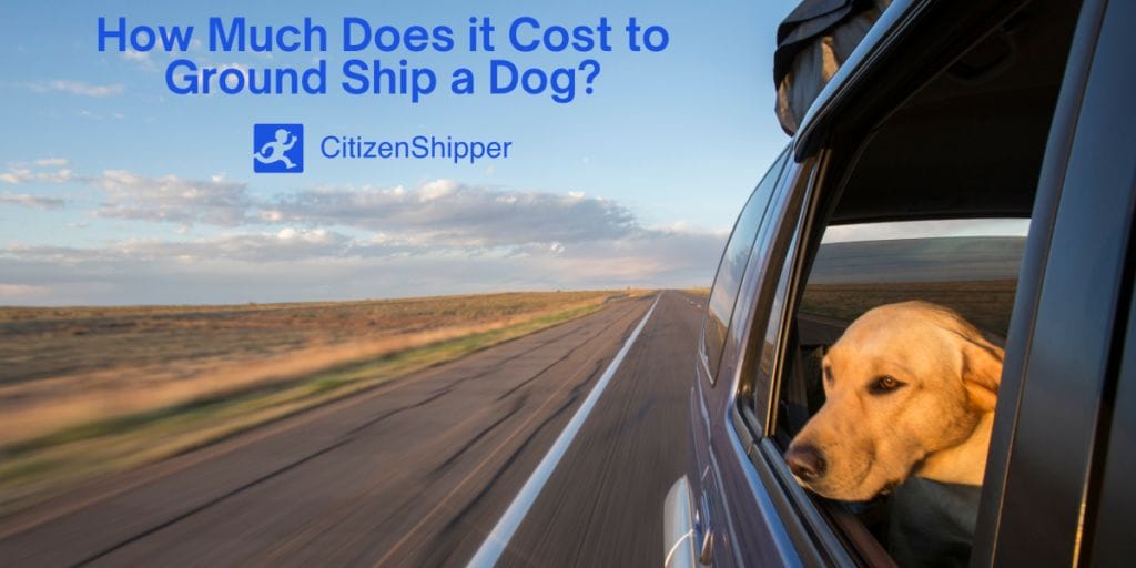 Ground Shipping for Dogs Cost to Ship, Pet Transport Tips and More