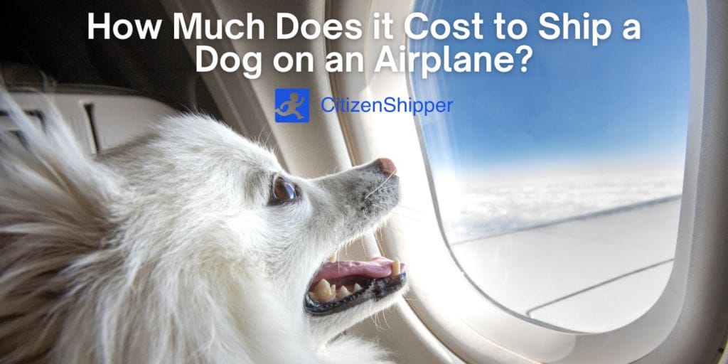 Cost to Ship a Dog By Itself CitizenShipper Blog