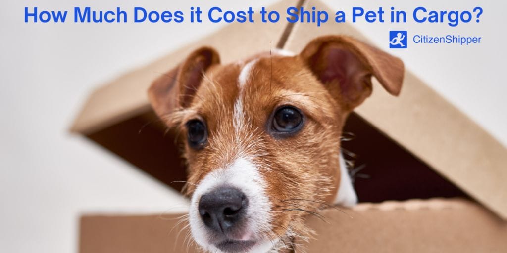 how-much-does-it-cost-to-ship-a-pet-in-cargo