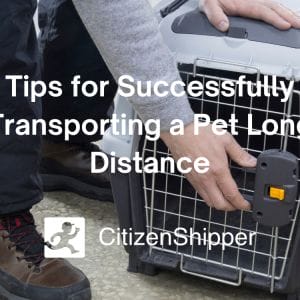 Tips for successfully transporting a pet long distance.