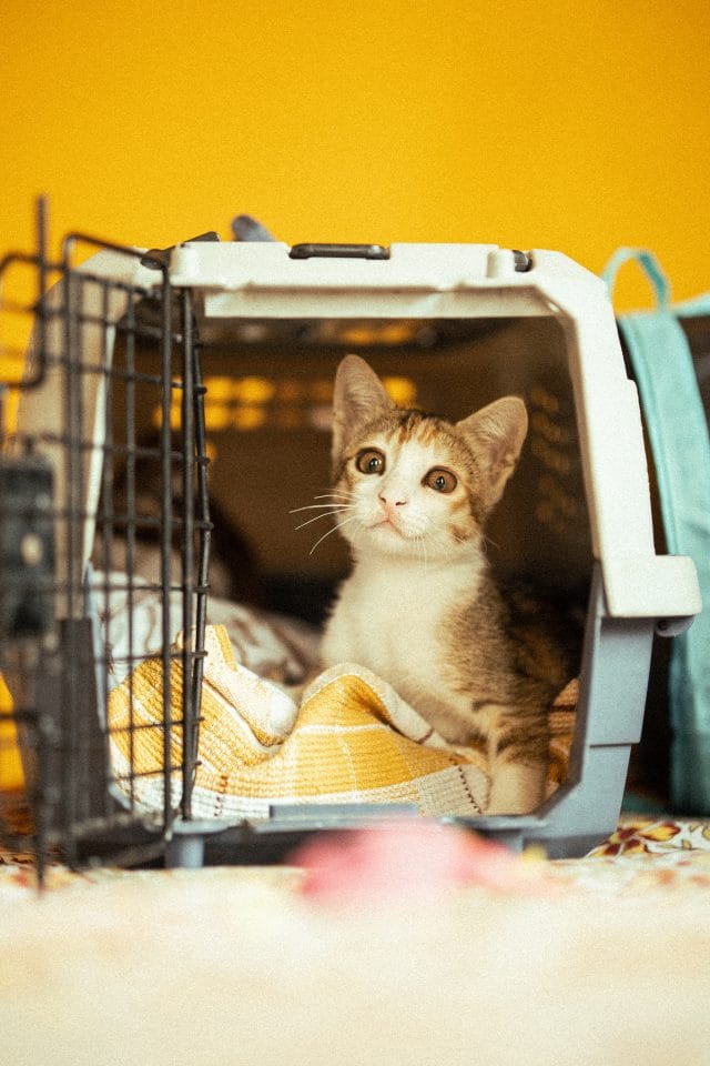 Best cat carriers, tried and tested for travelling with your pet