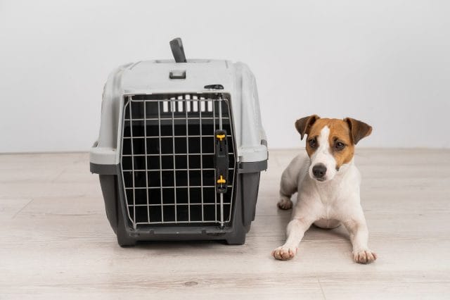 Pet delivery service helps you get your furry friend from point A to point B.