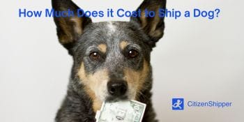 Shipping a dog incurs a cost that varies depending on various factors.