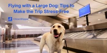 Large dog, flying, tips, stress-free.