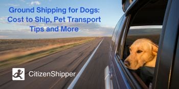 Ground shipping, dogs