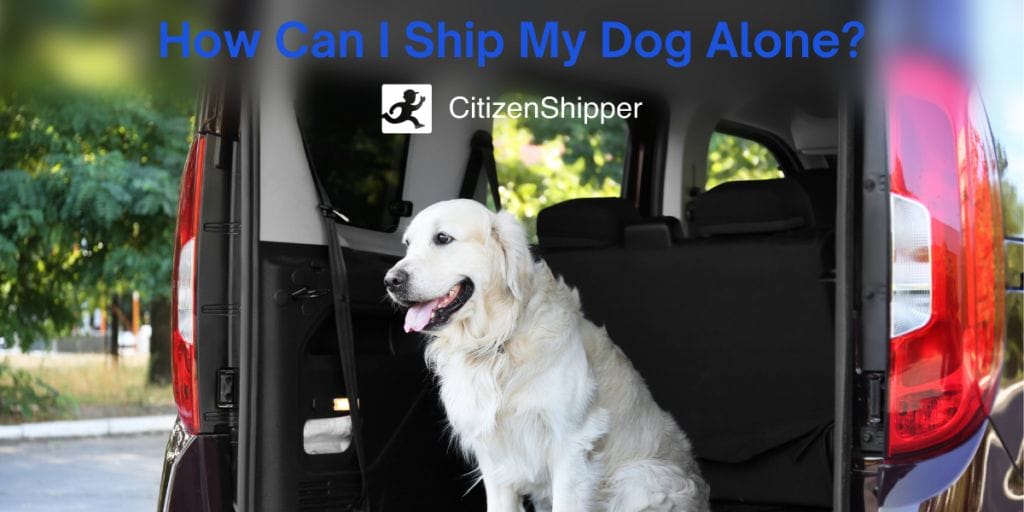 Cost to Ship a Dog By Itself CitizenShipper Blog