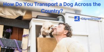 Dog, transport, country