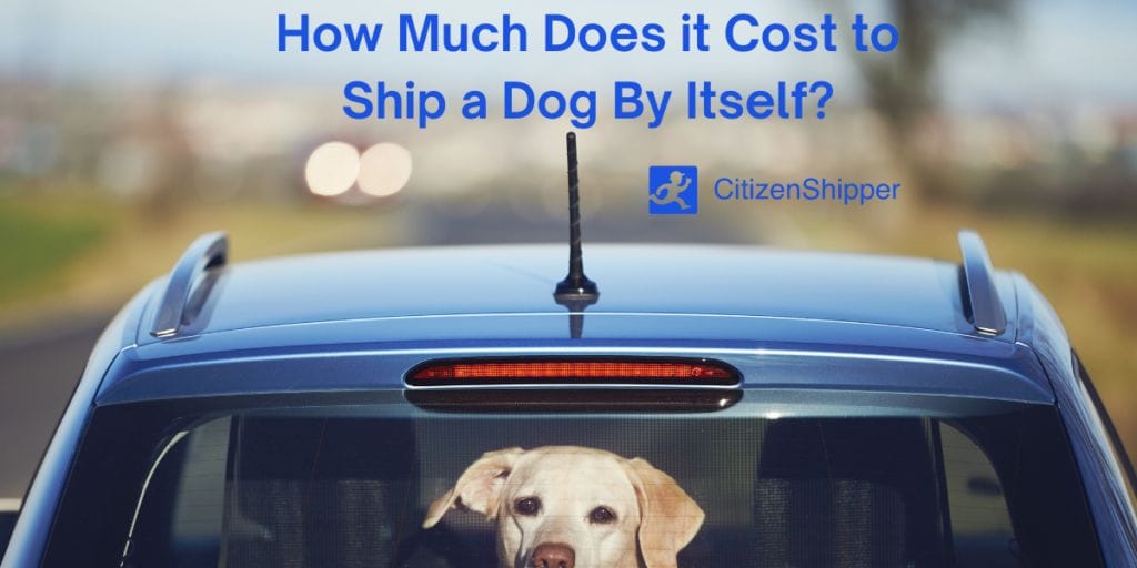 How to Ship a Dog to Another State by Plane and What Does it Cost