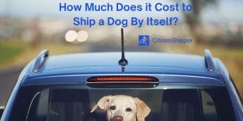 Shipping Cost for Dog.