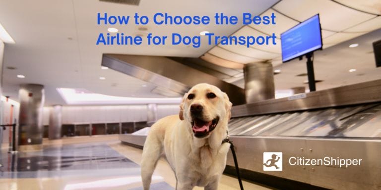 Guide to choosing the ideal airline for transporting dogs.