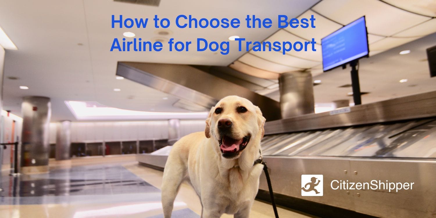 What's the Best Airline for Pet Travel? CitizenShipper Blog