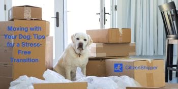 Tips for a stress-free transition while moving with your dog.