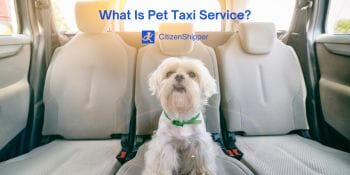 Pet transportation, chauffeur service.